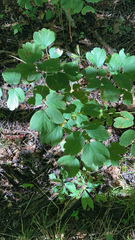 Caulophyllum thalictroides