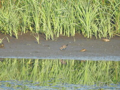 Charadrius hiaticula