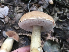 Tylopilus felleus