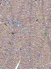 Azolla