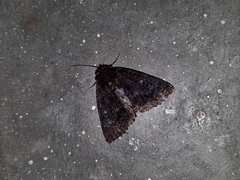 Condica