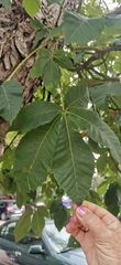 Aesculus