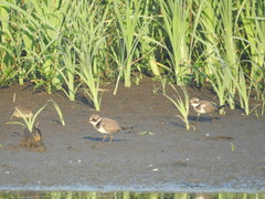 Charadrius hiaticula