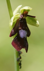 Ophrys insectifera