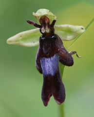 Ophrys insectifera