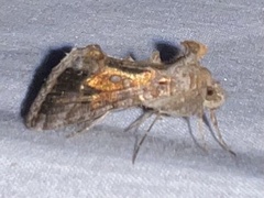 Chrysodeixis includens