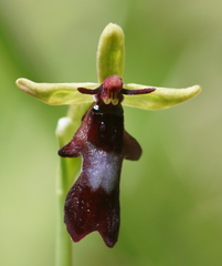 Ophrys insectifera