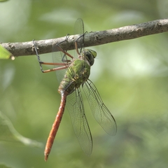 Anax longipes