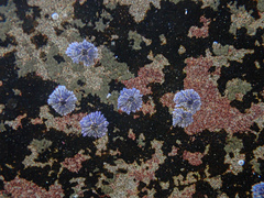 Austrobalanus imperator