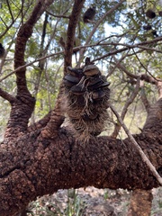 Banksia serrata
