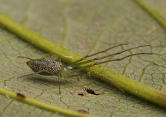 Mesida argentiopunctata