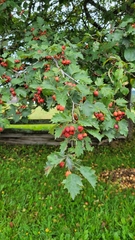 Crataegus flabellata