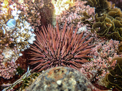 Heliocidaris erythrogramma