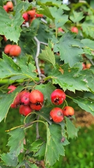 Crataegus flabellata