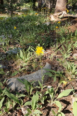 Arnica parryi