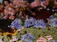 Austrobalanus imperator
