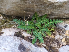 Asplenium ceterach