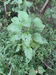 Wollastonia biflora