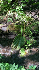 Symplocarpus foetidus