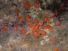 Corynactis australis