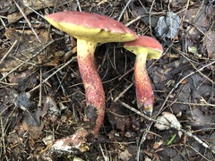 Boletaceae