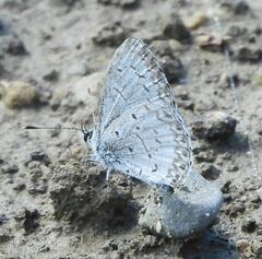 Celastrina