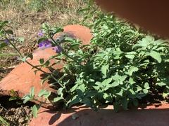 Clinopodium grandiflorum