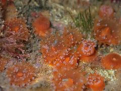 Corynactis australis