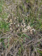 Hydrochoerus hydrochaeris