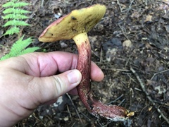 Boletaceae