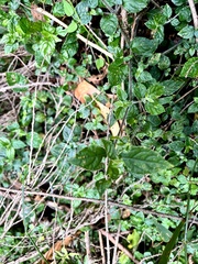 Strobilanthes rankanensis