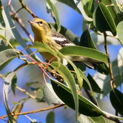 Setophaga fusca