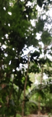 Peucetia viridans