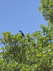 Aphelocoma woodhouseii