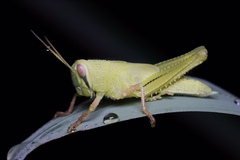 Cyrtacanthacridini