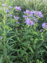 Monarda fistulosa