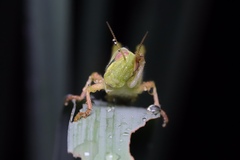 Cyrtacanthacridini