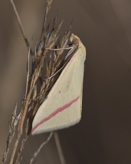 Rhodometra sacraria
