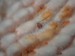 Ochrophoebe uniformis