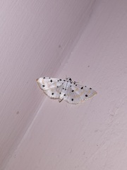 Pycnarmon