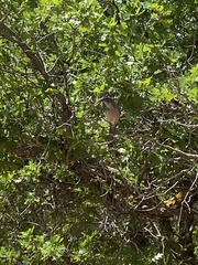 Aphelocoma woodhouseii