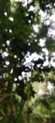 Peucetia viridans