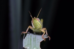 Cyrtacanthacridini