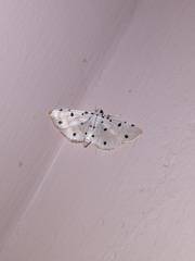 Pycnarmon