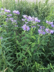 Monarda fistulosa
