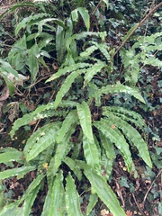 Asplenium scolopendrium scolopendrium