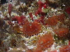 Corynactis australis