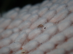 Ochrophoebe uniformis