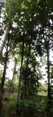 Peucetia viridans
