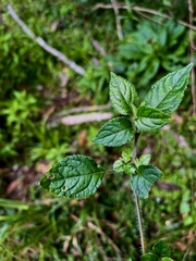 Strobilanthes rankanensis